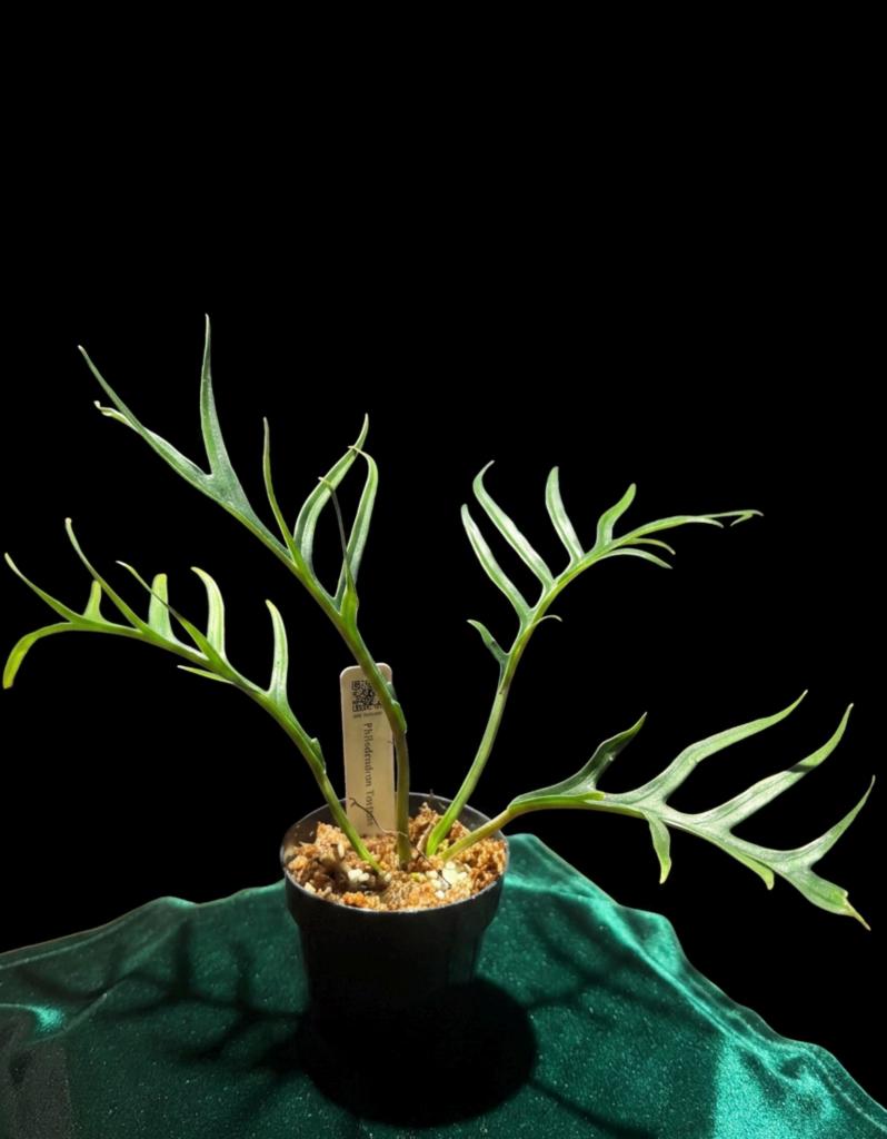 Philodendron tortum with deeply split, finger-like leaves